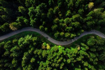 Winding road trough dense pine forest. Aerial drone view, top down.