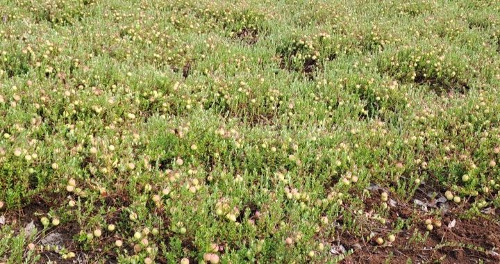 Karpalokasvustoa turvesuolla