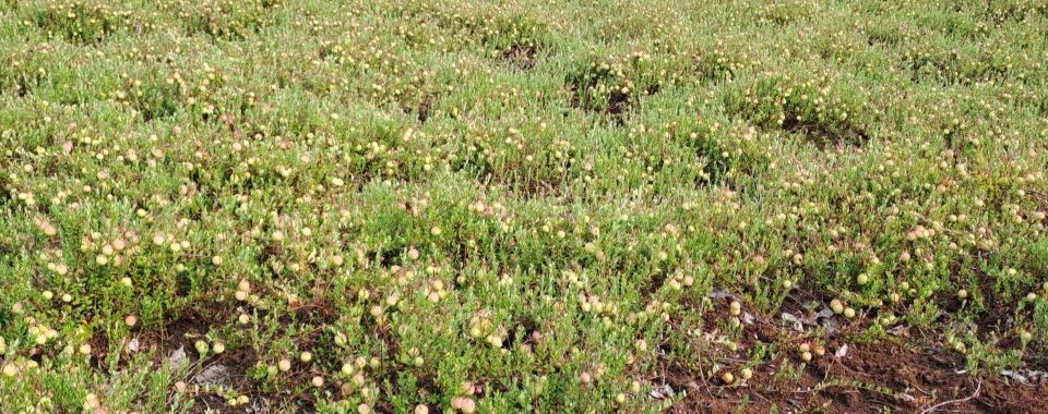 Karpalokasvustoa turvesuolla