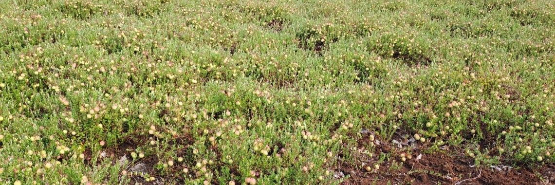 Karpalokasvustoa turvesuolla