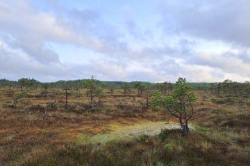 Artikkeli