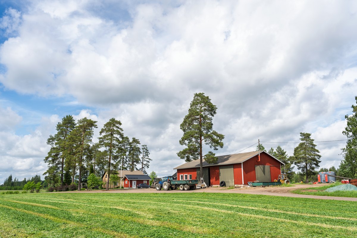 Viljakallion punaiset tilarakennukset ja korkeat männyt vihreän pellon takana.